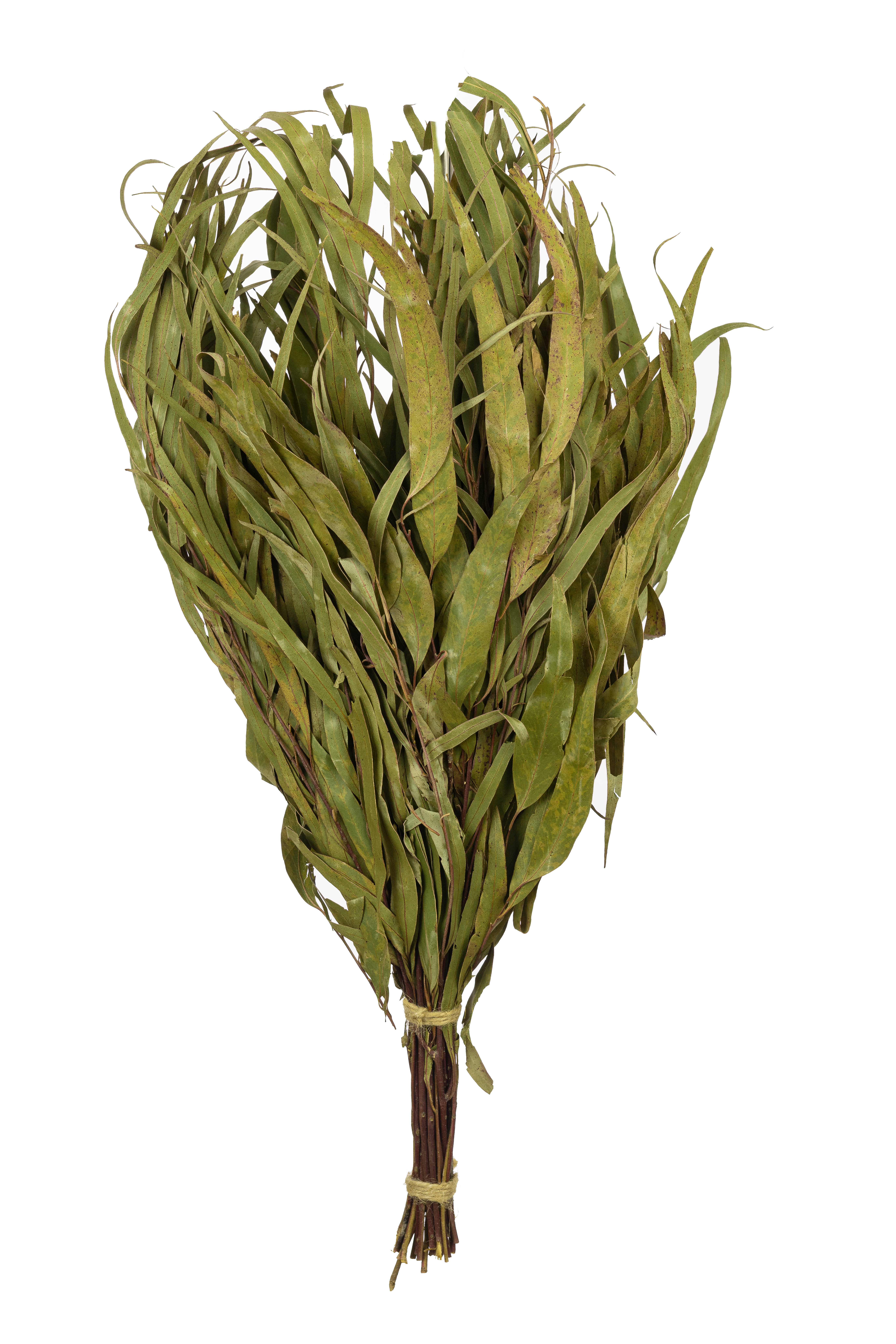 Finnischer Eukalyptus-Quast „Vihta“ aus jungen Eukalyptuszweigen